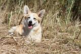 CORGI PEMBROKE 010